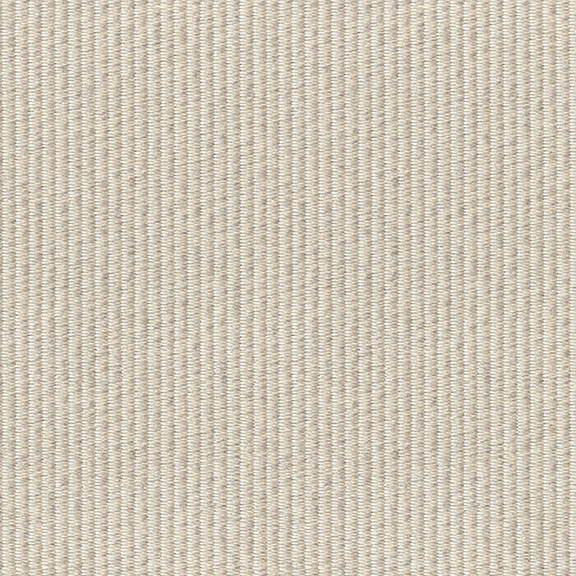 Barbary Dove